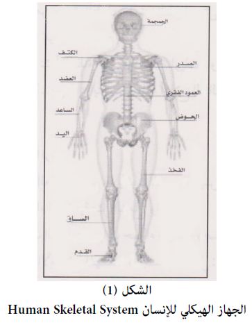 يتكون الجهاز الهيكلي من ثلاث مكونات هي