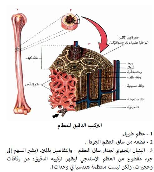 بيت ما العلم العظم الاسفنجي وظيفة ما وظيفة