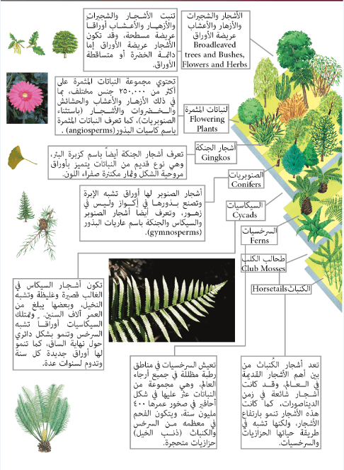 ان النباتات من مملكة صفات المملكة النباتية،