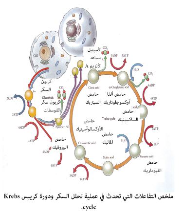 عملية تحلل السكر ودورة كربس Aspd