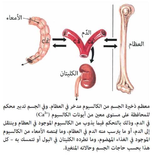 ما وظيفه العظم الاسفنجي