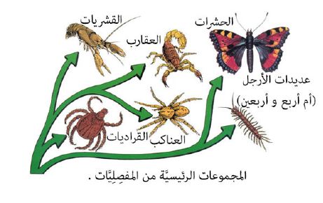 تنقسم المفصليات إلى أربع مجموعات هي الحشرات و العديدة الأرجل و القشريات و العنكبيات