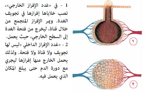 نبذة تعريفية عامة حول الغدد المتواجدة في جسم الإنسان وآلية عملها