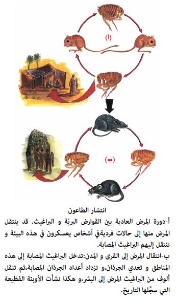 نظرة عامة تمهيدية عامة عن مرض الطاعون في الماضي