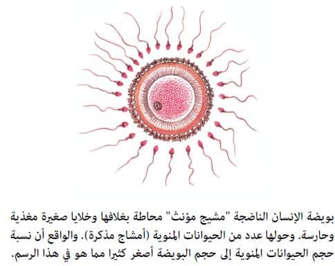 البويضة الإنقسام المنوي تنتج المنصف الثنائية المخصبة الكروموسومية الحيوان في إتحاد مع المجموعة من البويضة كروموسوم