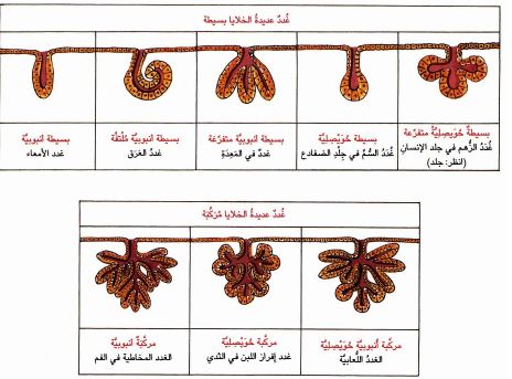 نبذة تعريفية عامة حول الغدد المتواجدة في جسم الإنسان وآلية عملها