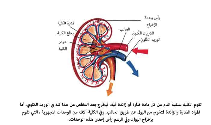 التقدم العلمي للنشر والتوزيع