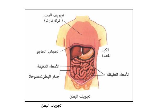 الأعضاء التي يتكو ن منها تجويف البطن داخل جسم الإنسان Aspd
