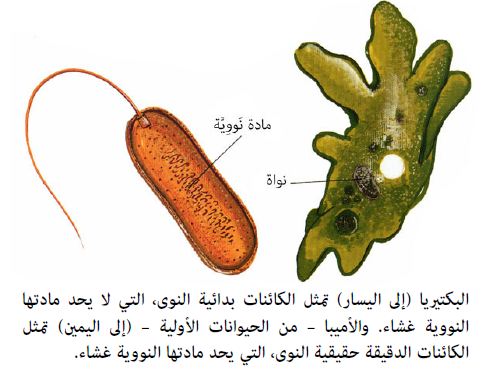 اي انواع المخلوقات الحية الدقيقة يسبب مرض القدم الرياضية؟