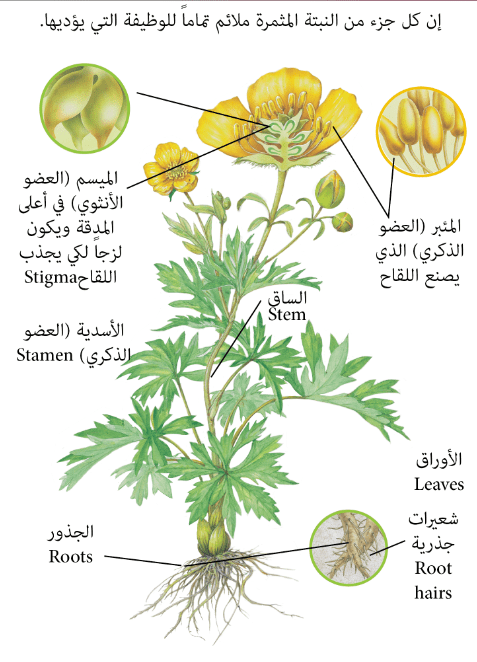 اي اجزاء النبات ينمو من البذره اولا