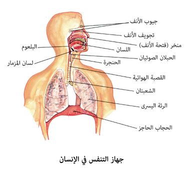 يتكون التنفس من شهيق وزفير