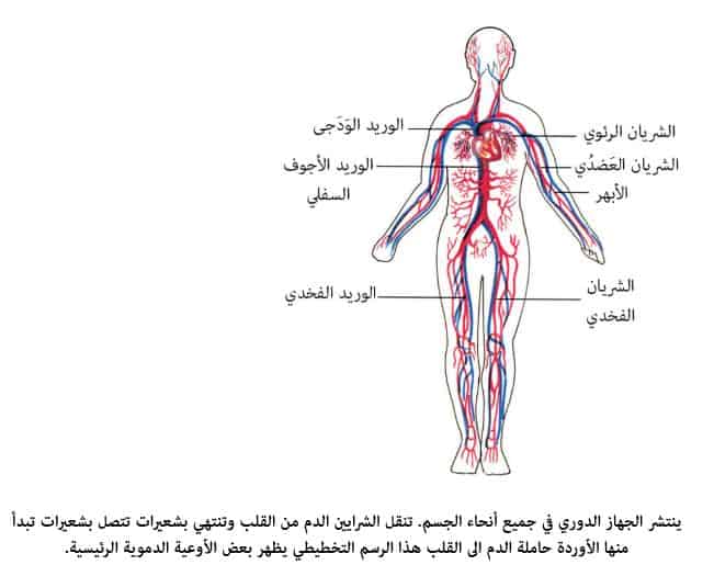 وظيفة الجهاز الدوراني ما ما وظيفة