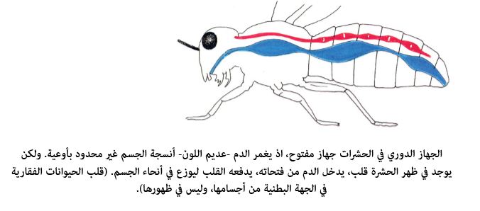 يتم الإخراج في المفصليات عن طريق