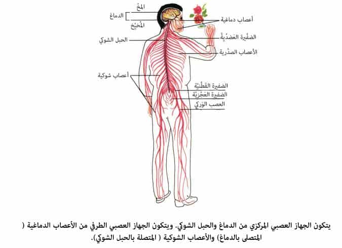 مكونات الشوكي العصبي الجهاز والحبل الدماغ الجهاز العصبي