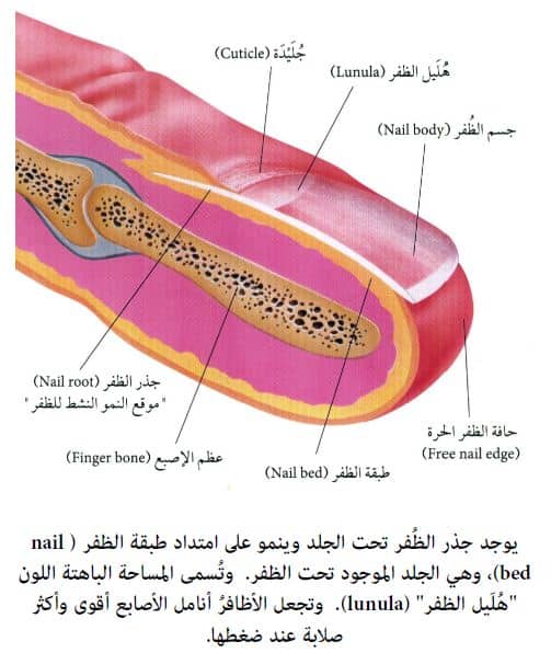 الشعر جزء حي من الانسان