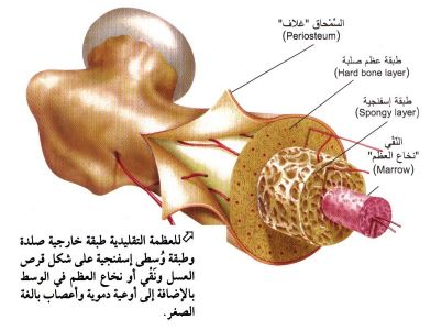 أهمية وجود العظام في جسم الإنسان Aspd