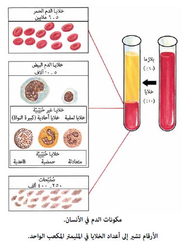 وظائف الدم الرئيسية بيت العلم