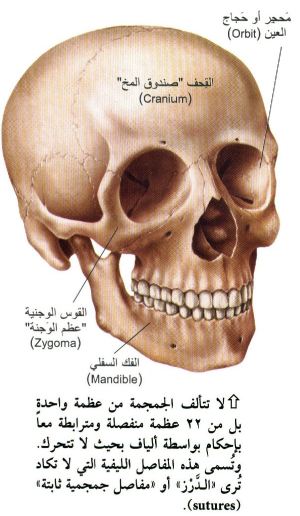 أهمية وجود العظام في جسم الإنسان Aspd