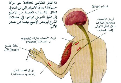 القوة العضلية هي أقصى قوة يمكن أن تنتج عن وجود عضلة واحدة أو مجموعة كبيرة من العضلات التي توجد في الجسم وتكون من خلال الانقباض العضلي غير الإرادي وتعمل مرة واحدة كحد أقصى