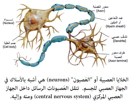 الدماغ والحبل الشوكي مكونات الجهاز العصبي