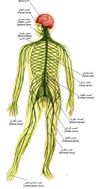 الدماغ والحبل الشوكي مكونات الجهاز العصبي