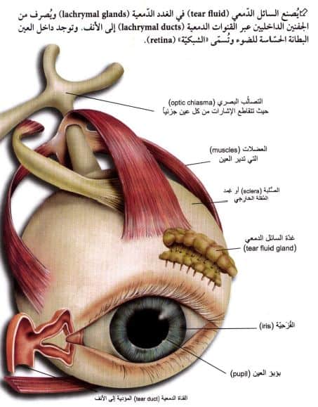 العين إلى الضوء بواسطة الداخل يتجمع الجزء المسؤول