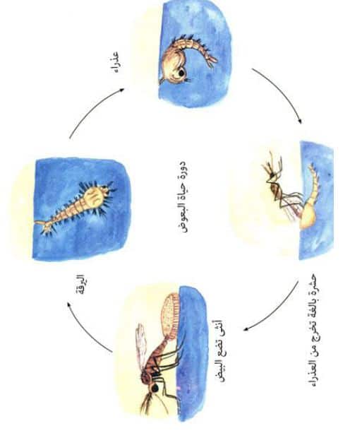 دورة حياة البعوض