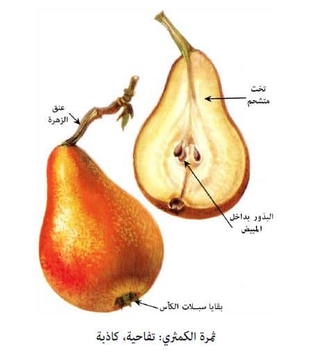 بذرة ثمرة واحدة صواب فقط البطيخ خطأ تحتوي على هي العلاقه