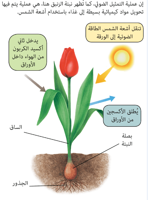 والسكر في عن الضوئي ينتج الأكسجين عملية البناء النبات تفيد عملية