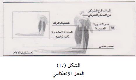 المسكنات تزيد من نشاط الجهاز العصبي