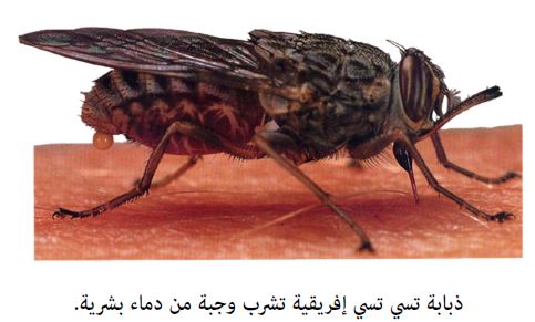 التسي تسي ذبابة Tsetse fly