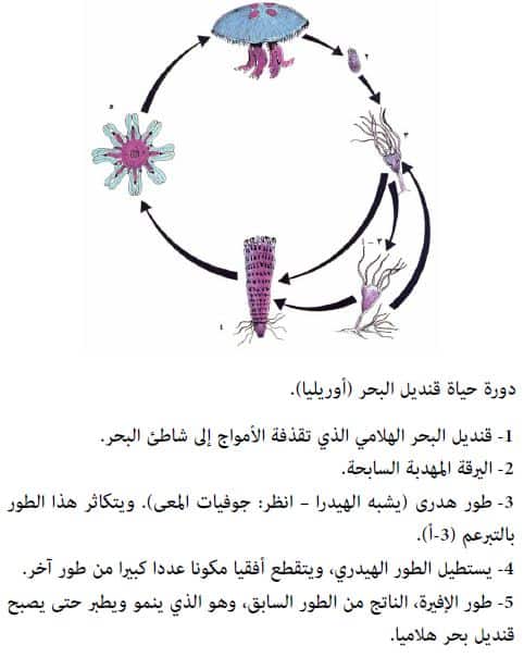 مطوية عن دورة حياة النبات