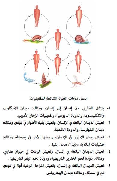 دورة الخلية تعني ان تمر المخلوقات بمراحل غير متتابعة اثناء دورة حياتها