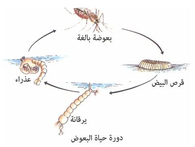نبذة تعريفية عن دورة حياة حشرة البعوض ومخاطرها على صحة الإنسان