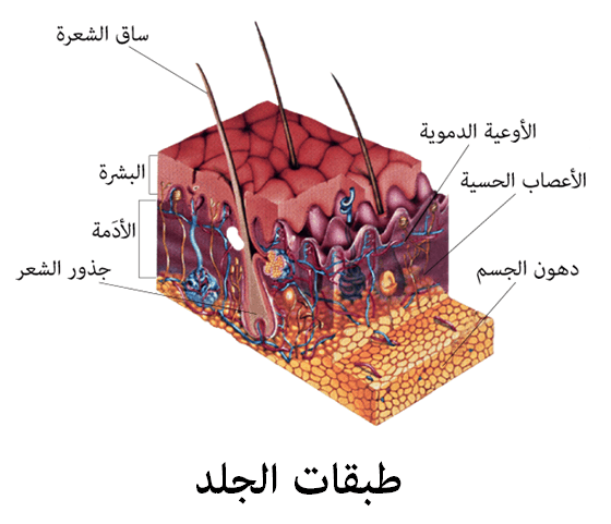 البشرة هي الطبقة السطحية للجلد