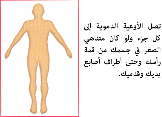 الدورة الدموية في جسم الإنسان Aspd