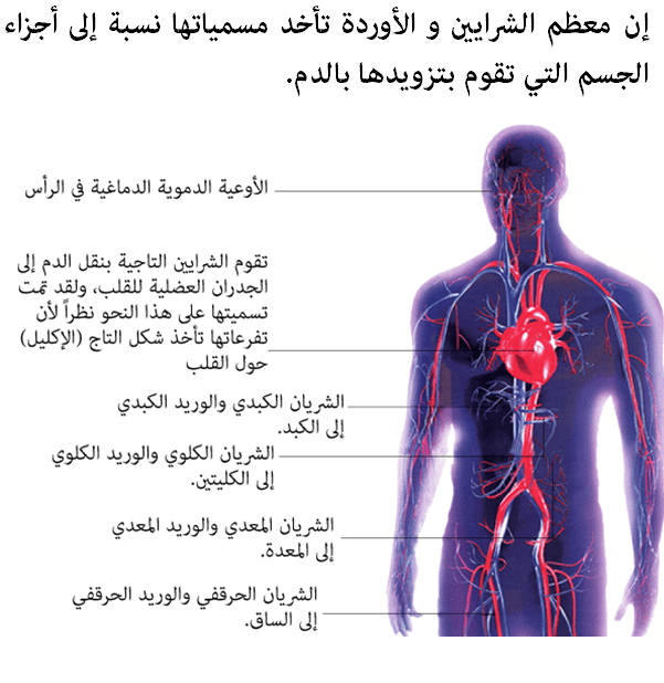 الدورة الدموية في جسم الإنسان Aspd