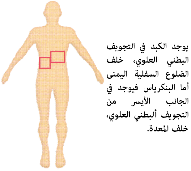 مكان الكبد في الجسم