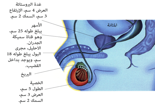 تتكون الخلايا الجنسية في الجهاز التناسلي الذكري فقط