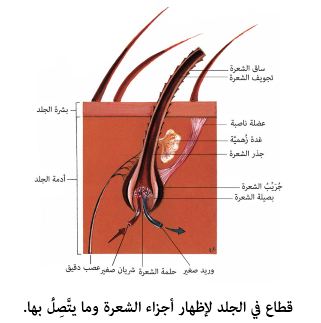 الشعره جزء حي من جسم الانسان