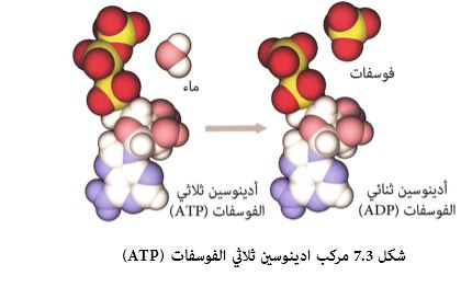 أنواع الطاقة المستخدمة في خلايا جسم الإنسان وكيفية توليدها Aspd