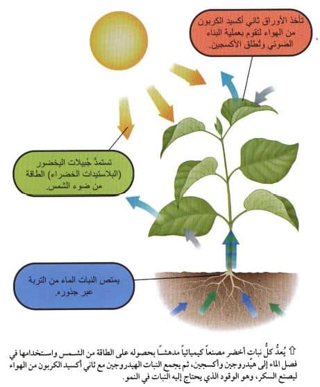 الضوئي تتم البلاستيدات البناء الخضراء داخل عملية كيف تتم