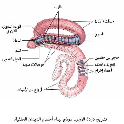 يحصل تبادل الحيوانات المنوية والبويضات في الديدان الحلقية الخنثى في منطقة السرج.