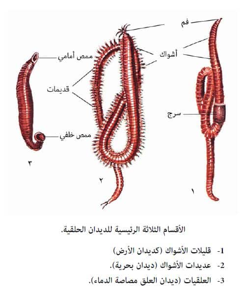 تعيش طائفة التربلاريا وطائفة الديدان المثقبة حرة في الطبيعة، أما طائفة الديدان الشريطية فهي طفيلية