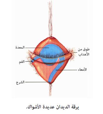 كل حلقة من حلقات جسم الديدان الحلقية تحتوي على جهاز معين، بحيث لا تحتوي الحلقة على أكثر من جهاز.