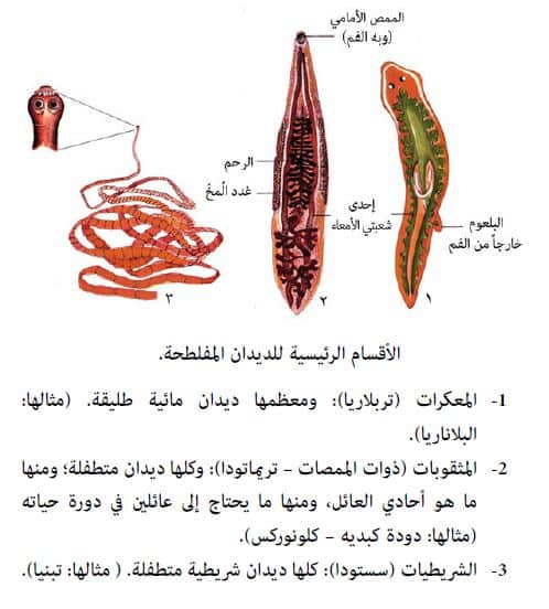 نبذة تعريفية عن الديدان المفلطحة وأنواعها المختلفة