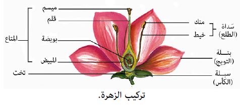 الكربلة هي الجزء الأنثوي في الزهرة