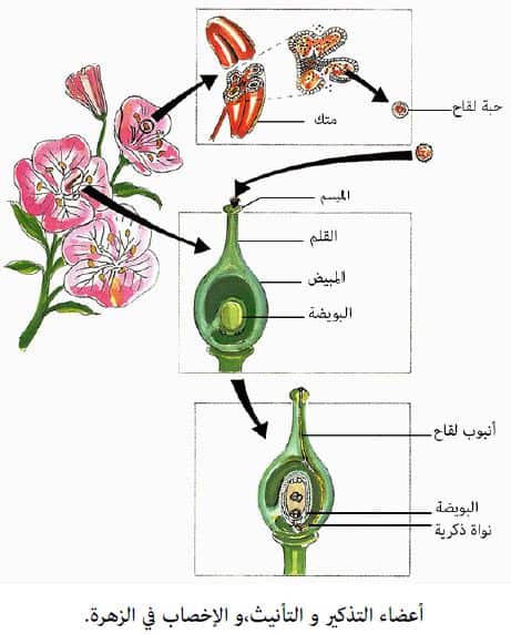 الجزء الذكري في الزهرة يسمى