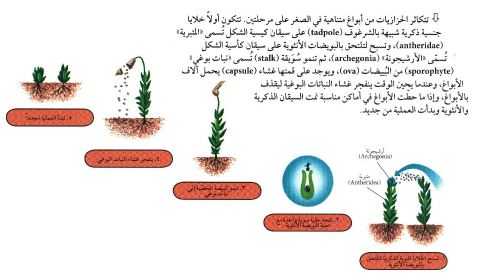 غير الوعائية من خصائص النباتات خصائص النباتات