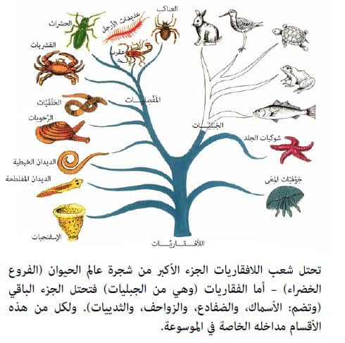 أبسط الحيوانات اللافقارية هي